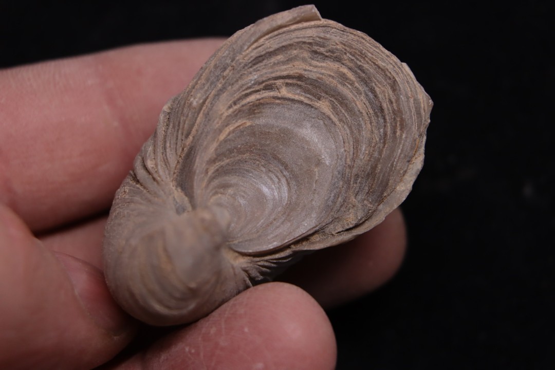 Gryphaea arcuata  sinémurien  région de Nancy, FRANCE