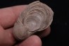 Gryphaea arcuata sinémurien région de Nancy, FRANCE