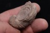 Gryphaea arcuata sinémurien région de Nancy, FRANCE