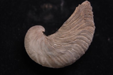 Gryphaea arcuata  sinémurien  région de Nancy, FRANCE