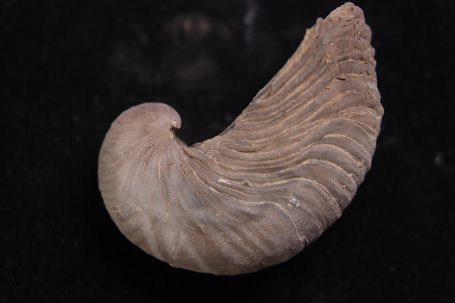 Gryphaea arcuata sinémurien région de Nancy, FRANCE