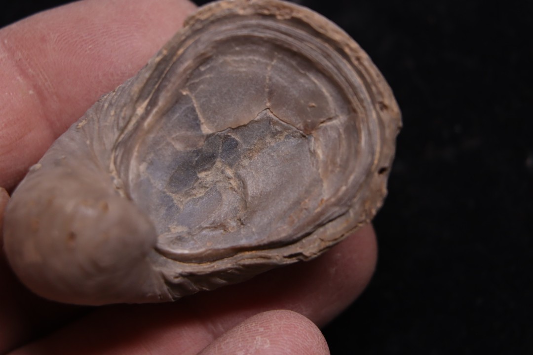Gryphaea arcuata  sinémurien  région de Nancy, FRANCE