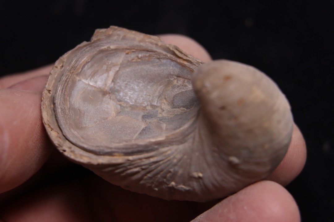 Gryphaea arcuata  sinémurien  région de Nancy, FRANCE