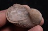 Gryphaea arcuata sinémurien région de Nancy, FRANCE