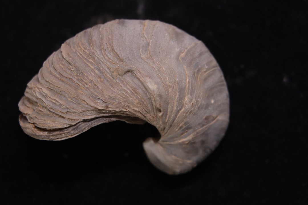 Gryphaea arcuata  sinémurien  région de Nancy, FRANCE