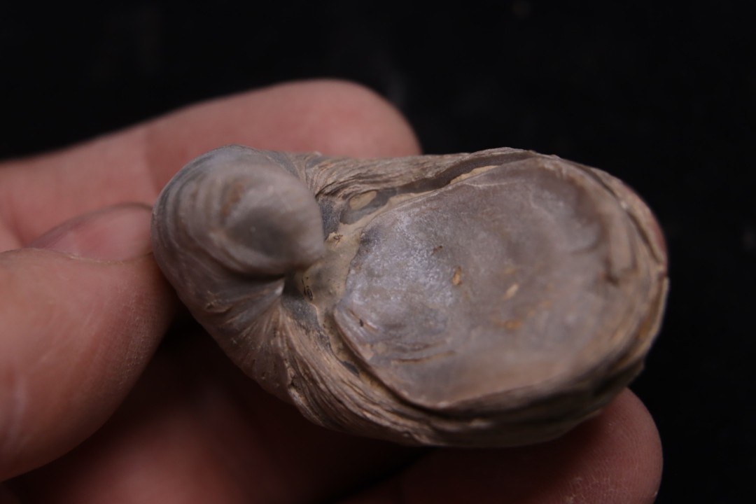 Gryphaea arcuata  sinémurien  région de Nancy, FRANCE