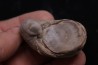 Gryphaea arcuata sinémurien région de Nancy, FRANCE