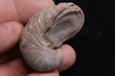 Gryphaea arcuata  sinémurien  région de Nancy, FRANCE