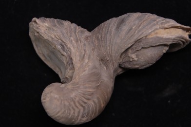 Gryphaea arcuata  sinémurien  région de Nancy, FRANCE