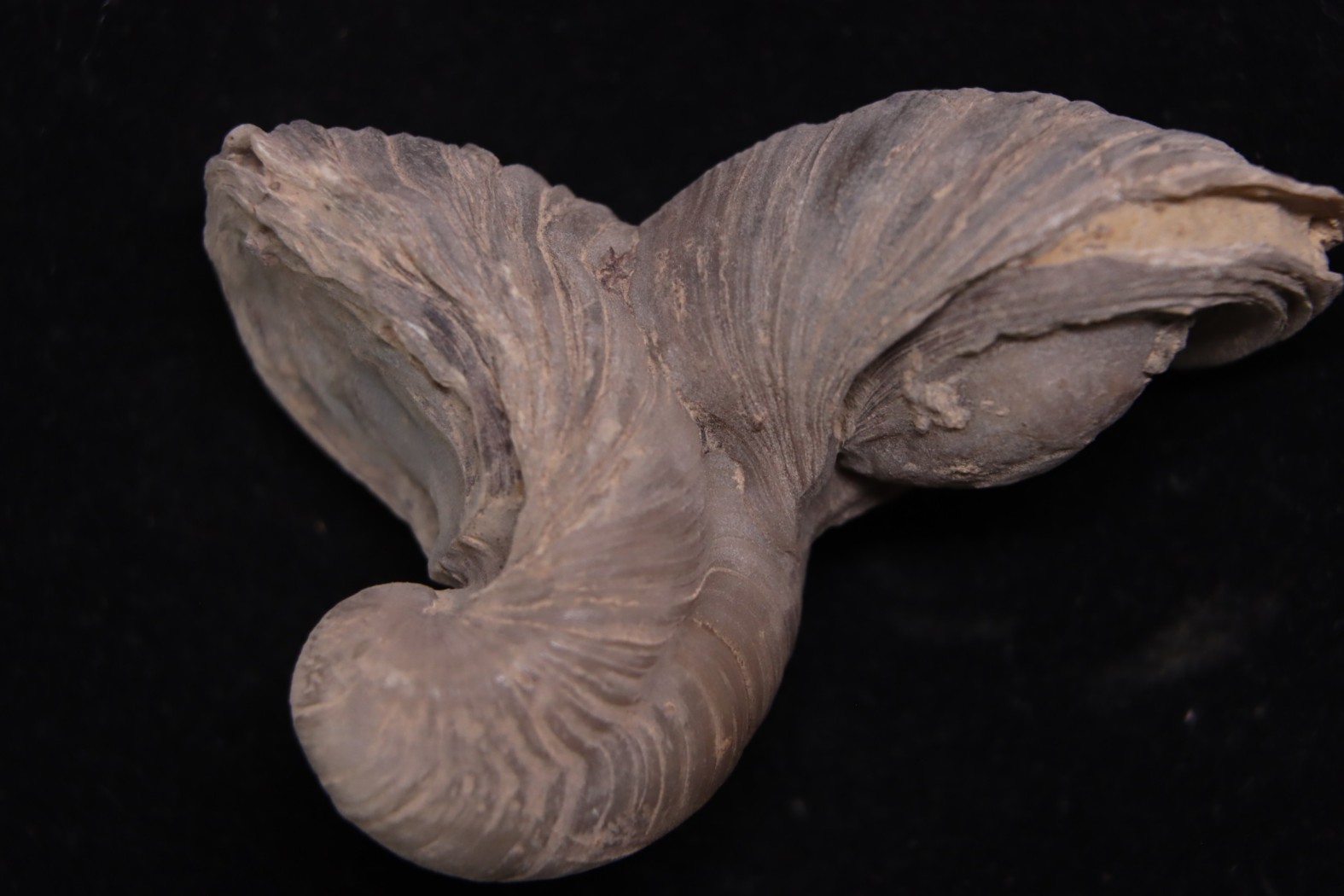 Gryphaea arcuata sinémurien région de Nancy, FRANCE