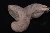 Gryphaea arcuata sinémurien région de Nancy, FRANCE
