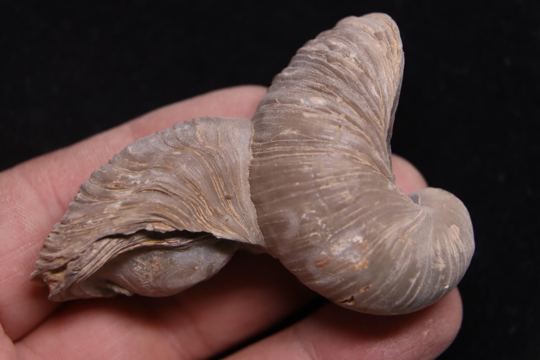 Gryphaea arcuata  sinémurien  région de Nancy, FRANCE