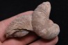 Gryphaea arcuata sinémurien région de Nancy, FRANCE