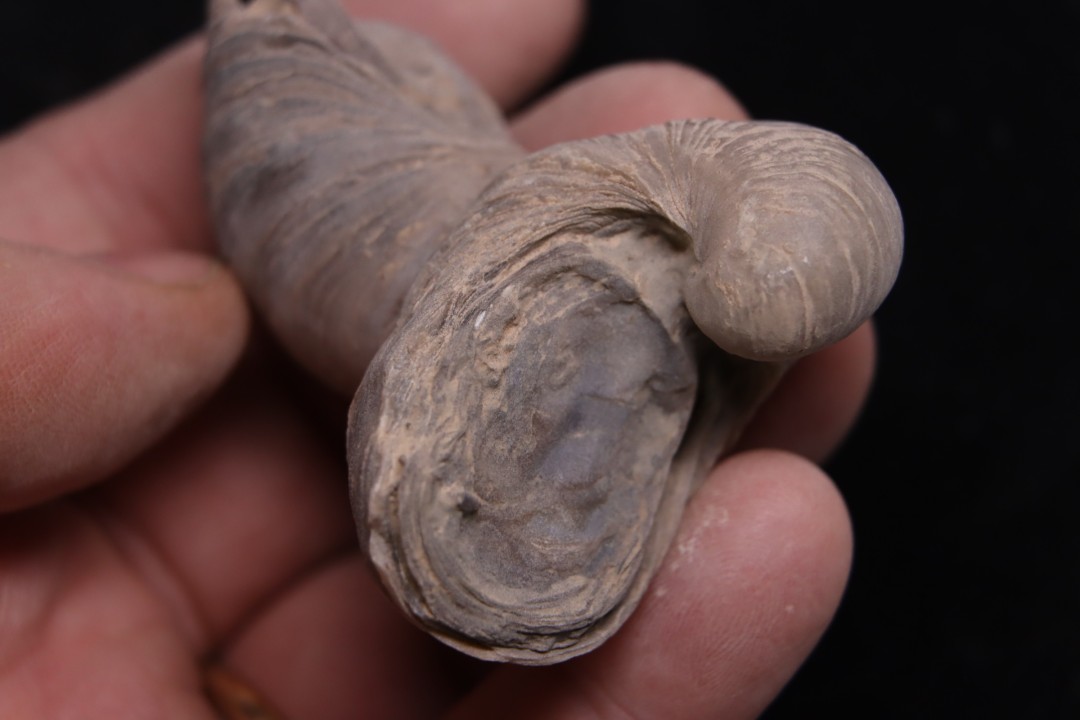 Gryphaea arcuata  sinémurien  région de Nancy, FRANCE