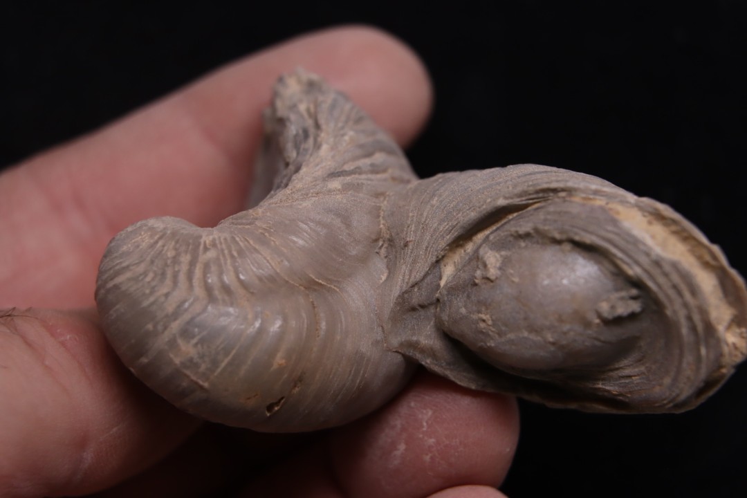 Gryphaea arcuata  sinémurien  région de Nancy, FRANCE