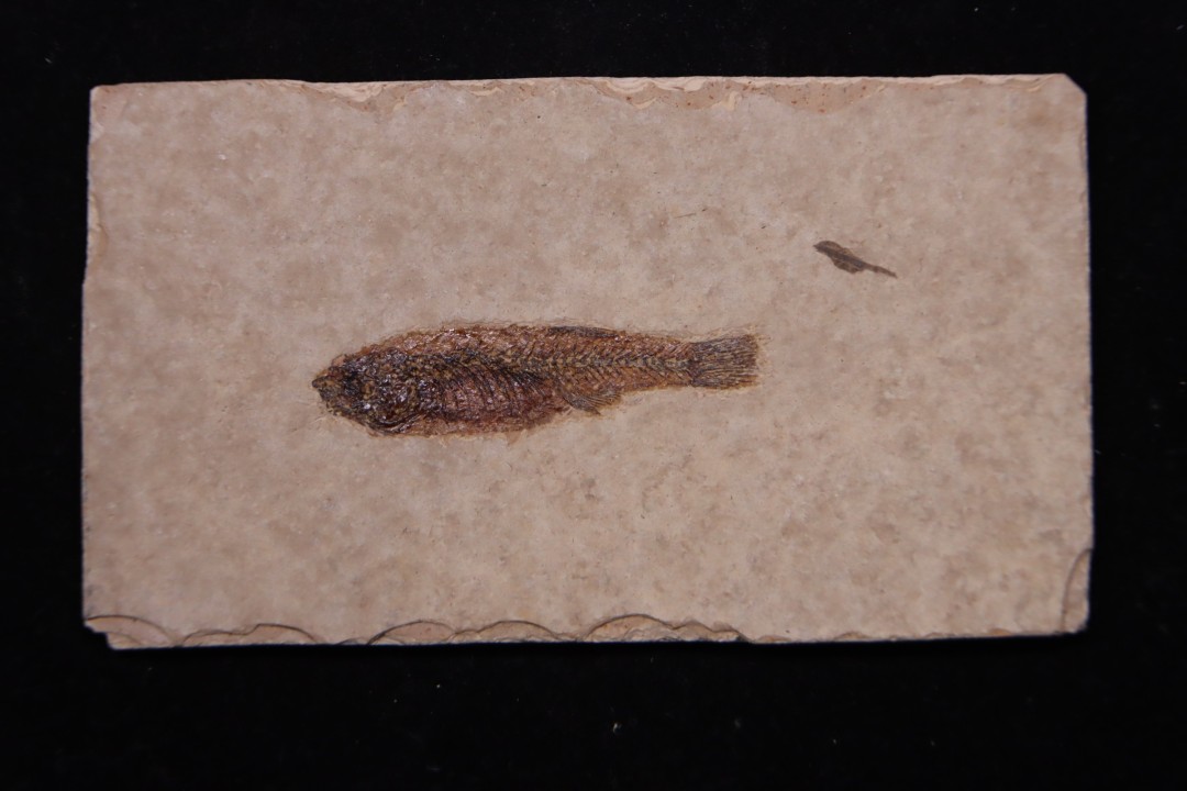 PROLEBIAS GORETI  stampien (oligocene)  Provence - France
