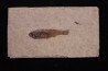 PROLEBIAS GORETI stampian (oligocene) Provence - France