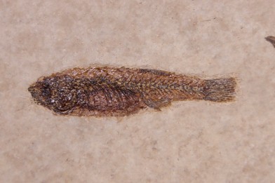 PROLEBIAS GORETI  stampien (oligocene)  Provence - France