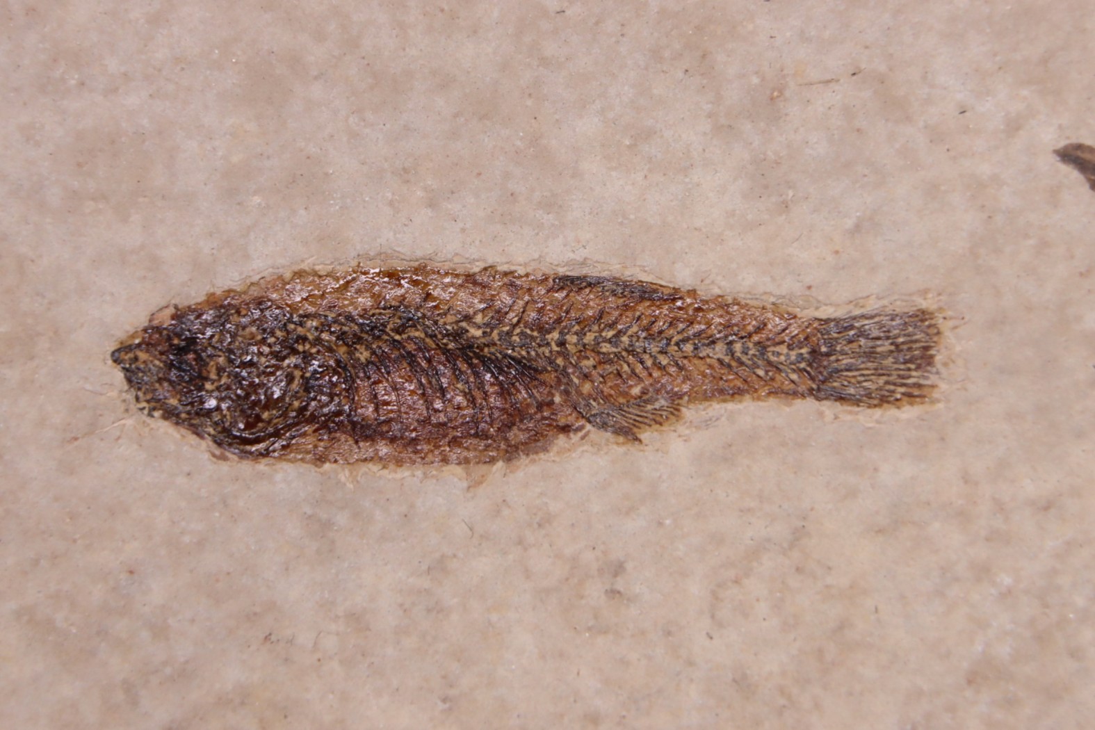 PROLEBIAS GORETI stampian (oligocene) Provence - France