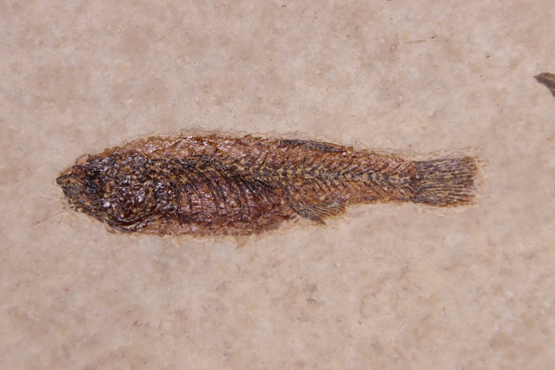 PROLEBIAS GORETI  stampian (oligocene)  Provence - France
