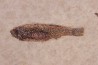 PROLEBIAS GORETI stampian (oligocene) Provence - France