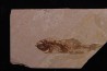 PROLEBIAS GORETI stampian (oligocene) Provence - France