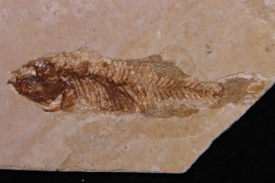 PROLEBIAS GORETI  stampian (oligocene)  Provence - France