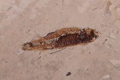 PROLEBIAS GORETI  stampian (oligocene)  Provence - France