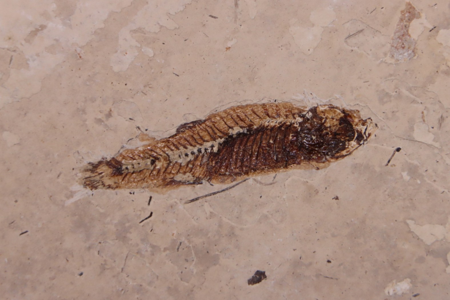 PROLEBIAS GORETI stampian (oligocene) Provence - France
