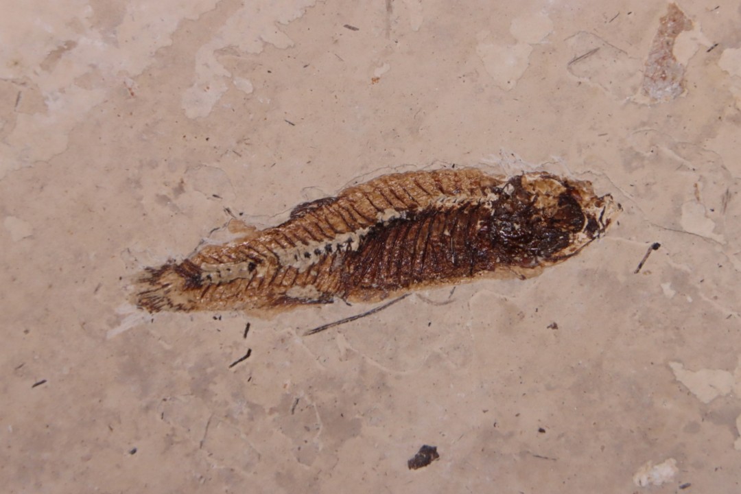 PROLEBIAS GORETI  stampien (oligocene)  Provence - France