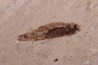 PROLEBIAS GORETI stampien (oligocene) Provence - France