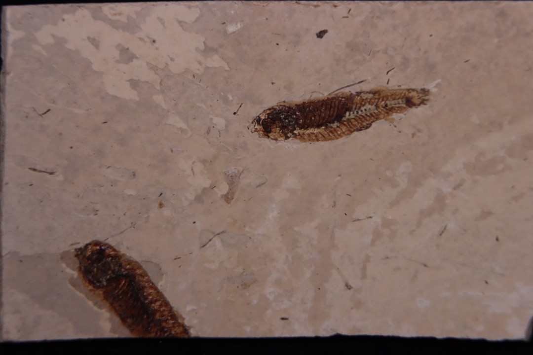 PROLEBIAS GORETI  stampian (oligocene)  Provence - France