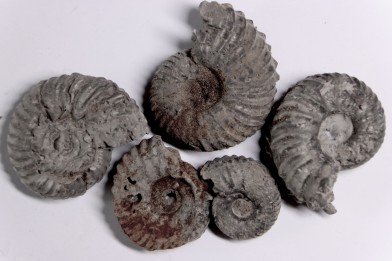SET OF 5 hoplites albian  Courcelles, Aube , France