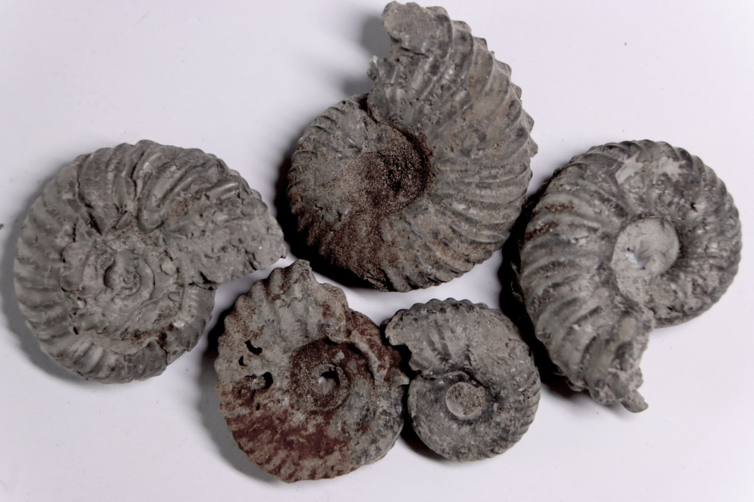SET OF 5 hoplites albian  Courcelles, Aube , France