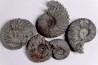 SET OF 5 hoplites albian  Courcelles, Aube , France