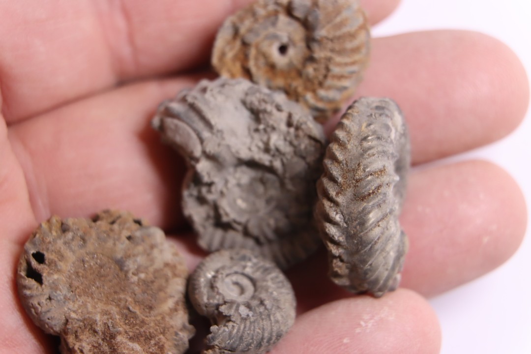 SET OF 5 hoplites albian  Courcelles, Aube , France