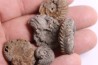 SET OF 5 hoplites albian  Courcelles, Aube , France