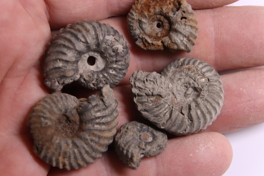 collection de 5 hoplites de l'albien de Courcelles, Aube , France