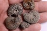 SET OF 5 hoplites albian  Courcelles, Aube , France