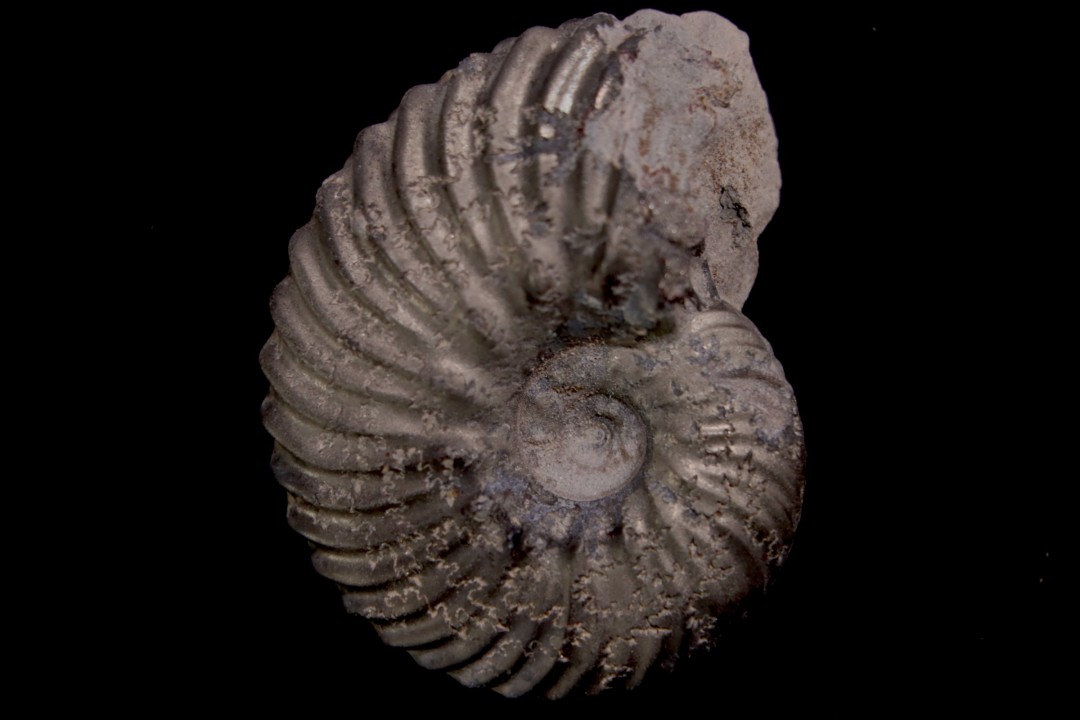 Hoplites dentatus - albien moyen - ancienne carrière Courcelles - Aube - France
