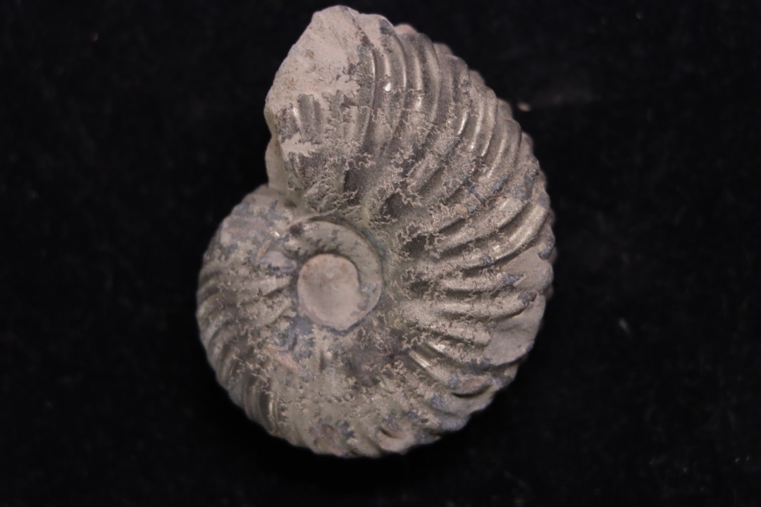 Hoplites dentatus - albien moyen - ancienne carrière Courcelles - Aube - France