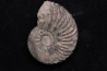 Hoplites dentatus - albien moyen - ancienne carrière Courcelles - Aube - France