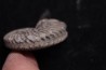 Hoplites dentatus - middle albian - courcelles quarry - near Troyes - Aube - France