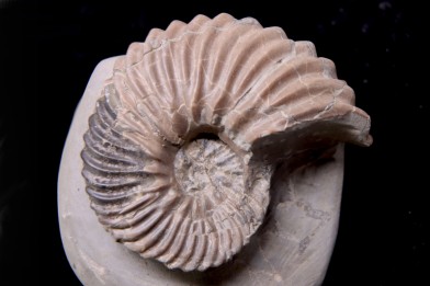 Hoplites dentatus  - middle albian - courcelles quarry - near Troyes - Aube - France