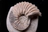 Hoplites dentatus - albien moyen - ancienne carrière Courcelles - Aube - France
