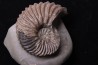 Hoplites dentatus - middle albian - courcelles quarry - near Troyes - Aube - France