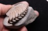 Hoplites dentatus - middle albian - courcelles quarry - near Troyes - Aube - France