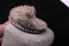 Hoplites dentatus - middle albian - courcelles quarry - near Troyes - Aube - France