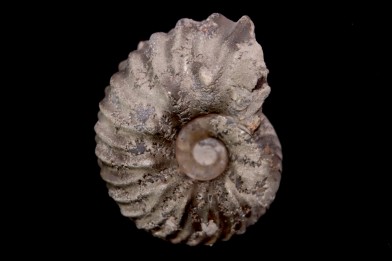 Hoplites benetianus  - middle albian - courcelles quarry - near Troyes - Aube - France