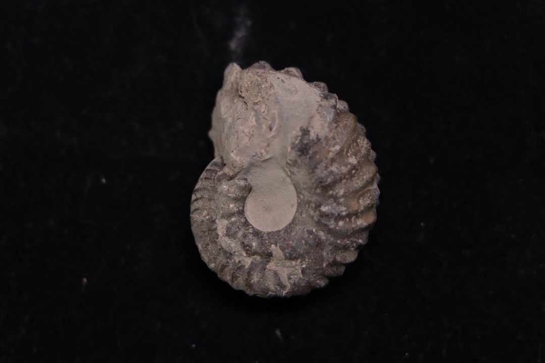 Hoplites benetianus  - middle albian - courcelles quarry - near Troyes - Aube - France